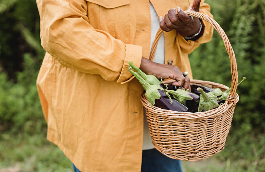 Woman in a field collecting eggplants which can be turned into preserved food and become a business opportunity for farmers