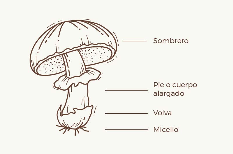 Partes de una seta