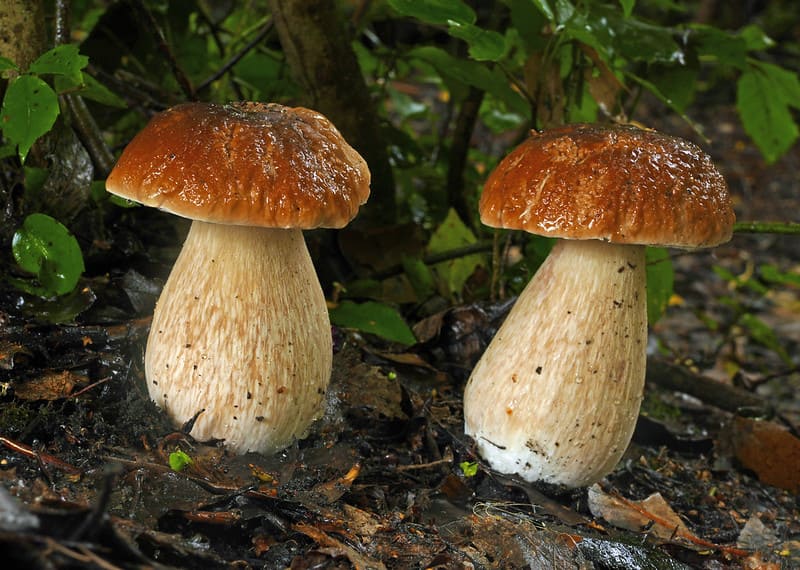 Boletus edulis