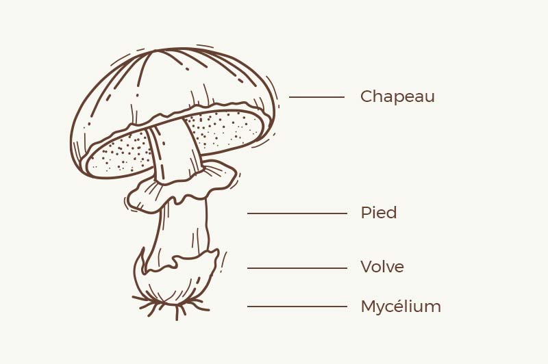 Champignons éléments