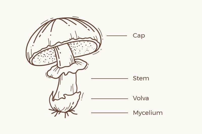 Mushroom parts